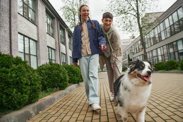 Excited gay man with pigtails holding leash of Australian shepherd dog and walking out with smiling boyfriend in casual outfit near modern building on urban street — Stock Photo
