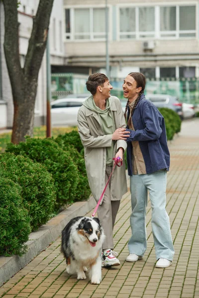 Alegre gay hombre en casual traje celebración correa de australiano pastor perro mientras caminando fuera junto con excitado novio con coletas cerca moderno edificio y arbustos en urbano calle - foto de stock