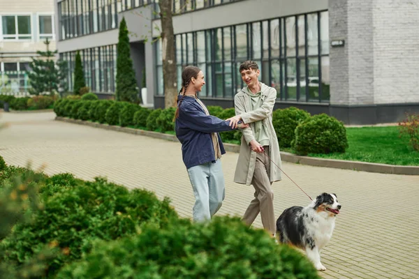 Feliz pareja lgbt tomados de la mano y correa de perro pastor australiano mientras caminan juntos y sonriendo cerca de arbustos verdes y edificio moderno en la calle urbana - foto de stock