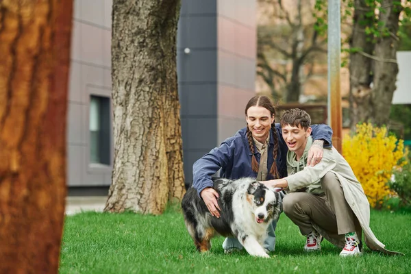 Felice gay coppia abbracciare e seduta su verde erba mentre coccole australiano pastore cane e sorridente vicino albero e moderno edificio su sfondo sfocato su strada — Foto stock