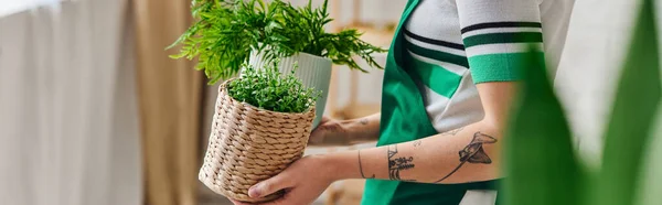 Indoor gardening, partial view of young and tattooed woman in apron holding flowerpots with green decorative plants in modern apartment, sustainable home decor and green living concept, banner — Stock Photo