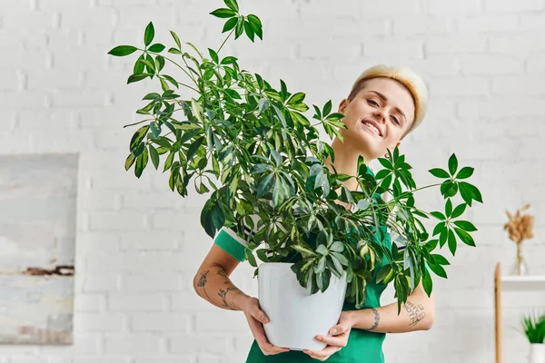 Еко-свідомий спосіб життя, позитивна і стильна татуйована жінка з зеленим листям рослини в вазоні, дивлячись на камеру в сучасній вітальні, стійкий домашній декор і концепцію зеленого життя — стокове фото
