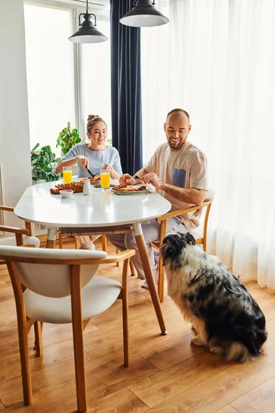 Улыбающаяся пара смотрит на пограничного колли-дога во время вкусного завтрака дома утром — стоковое фото