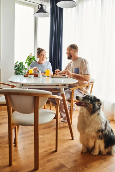 Sorridente coppia in loungewear parlando pur avendo colazione vicino confine sfocato collie cane a casa — Foto stock
