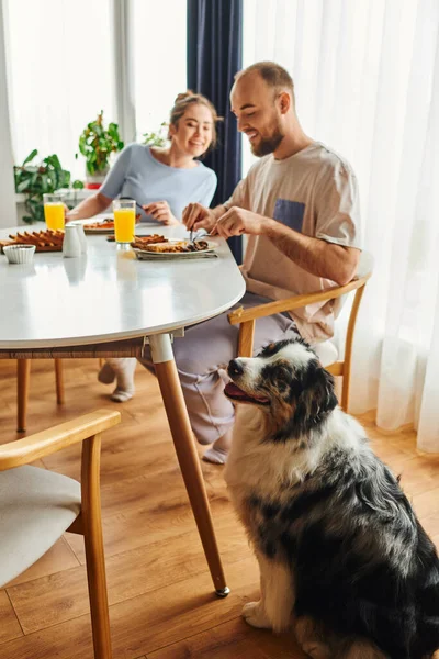 Confine collie cane seduto vicino sorridente coppia offuscata in biancheria da casa fare colazione al mattino — Foto stock