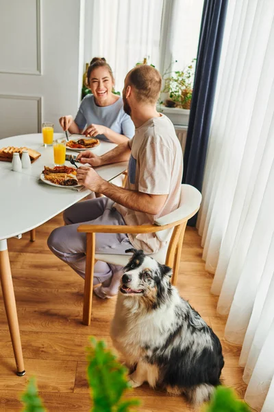 Border collie assis près de rire couple en vêtements de maison prendre le petit déjeuner le matin à la maison — Photo de stock