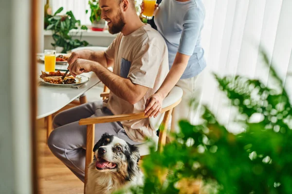 Border collie dog sitting near couple having breakfast and orange juice at home in morning — Stock Photo