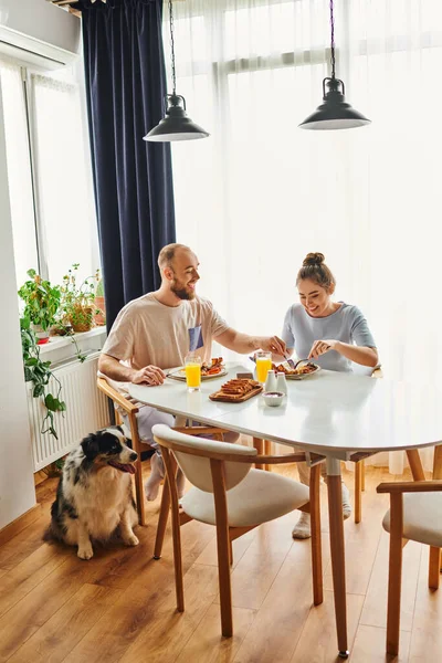 Улыбающаяся пара в домашней одежде завтракает вместе с пограничной колли-догом дома утром — стоковое фото