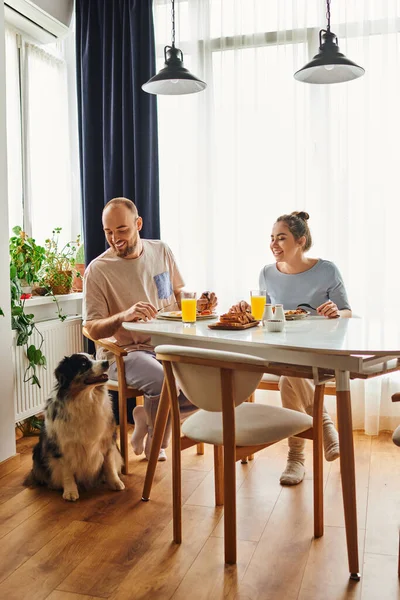 Positive man petting border collie dog while having breakfast with girlfriend in housewear at home — Stock Photo