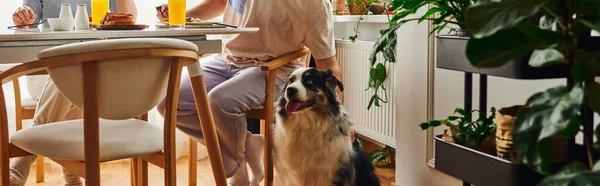 Cropped view of man petting border collie dog and having breakfast with girlfriend at home,banner — Stock Photo