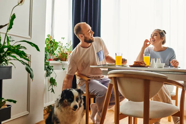 Mulher alegre em homewear tendo saboroso café da manhã com namorado perto de fronteira collie cão em casa — Fotografia de Stock