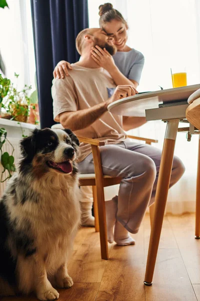 Border collie sitting near blurred couple hugging during breakfast at home in morning — Stock Photo
