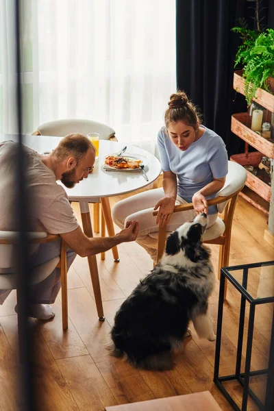Couple in homewear petting border collie near tasty breakfast at home in morning — Stock Photo