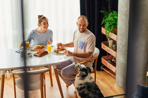 Позитивная пара в домашней одежде завтракает апельсиновым соком рядом с пограничной собакой колли дома — стоковое фото
