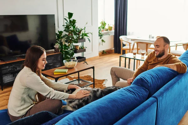 Smiling woman in casual clothes petting border collie dog near boyfriend on couch in living room — Stock Photo