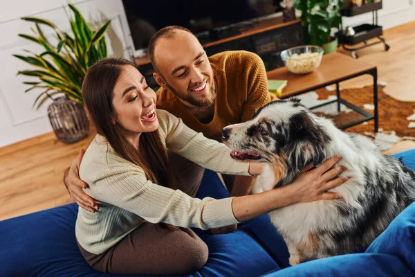Mujer emocionada tocando frontera collie cerca sonriente novio en sofá en sala de estar en casa - foto de stock