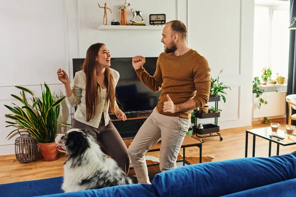 Cheerful couple in casual clothes dancing near border collie on couch in living room at home — Stock Photo