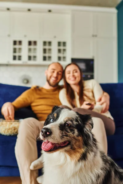 Furry border collie sitting near blurred couple with popcorn spending time on couch at home — Stock Photo