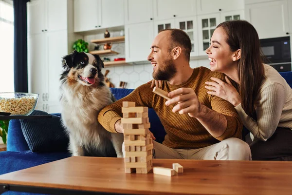 Усміхнена пара дивиться на собаку прикордонної колі, граючи в дерев'яні блоки на дивані вдома — стокове фото