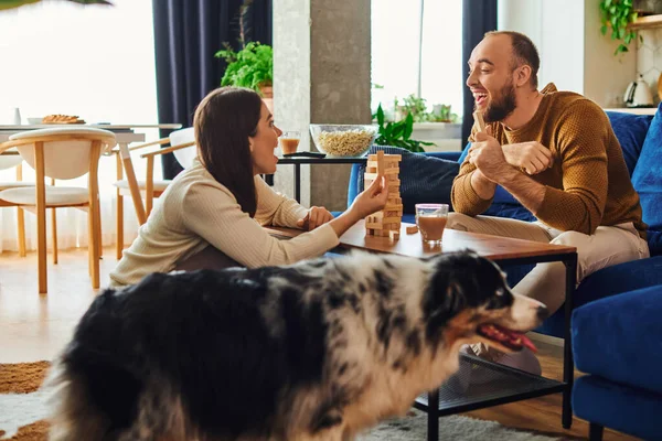 Excited couple playing wood blocks game together near border collie dog in living room at home — Stock Photo