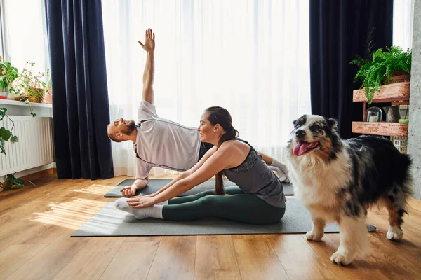 Casal positivo em treinamento de sportswear em tapetes de fitness perto de fronteira collie cão em casa — Fotografia de Stock