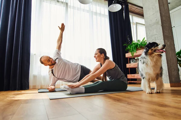 Cheerful couple in sportswear training on fitness mats near border collie dog at home — Stock Photo