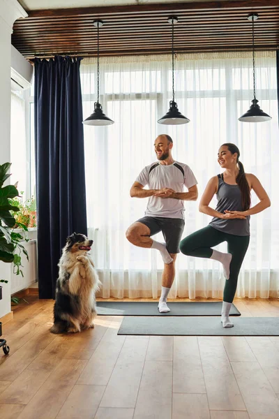 Casal alegre em sportswear de pé em ioga posar em tapetes de fitness perto de border collie em casa — Fotografia de Stock