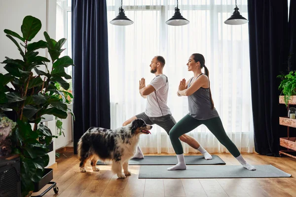 Vista lateral do casal sorridente em pé na pose de ioga em tapetes de fitness perto de border collie em casa — Fotografia de Stock