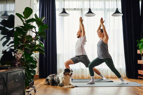 Coppia sorridente in piedi in posa yoga su tappeti fitness durante l'esercizio vicino al confine collie a casa — Foto stock