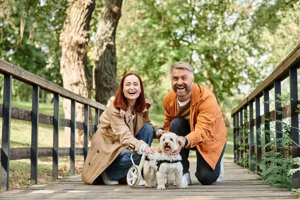 Un hombre y una mujer arrodillados con dos perros en un parque. - foto de stock