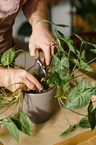 Um homem aparando habilmente uma planta em vaso com precisão usando um par de tesouras em um ambiente botânico. — Fotografia de Stock