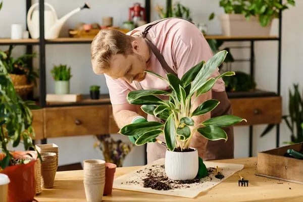 A man gracefully bends over a potted plant on a table, caring for its growth in a small business setting. — Stock Photo
