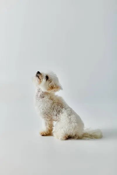 Small, white Bichon Frise dog peacefully sits on bright white floor. — Stock Photo