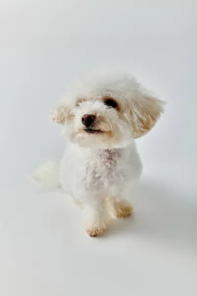 Small white Bichon Frise dog sitting on white floor. — Stock Photo