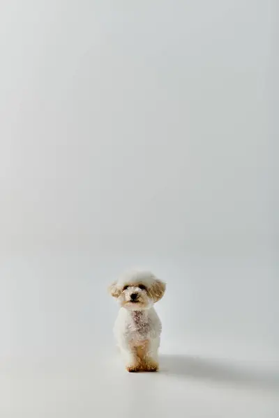 Piccolo cane bianco seduto in cima al pavimento bianco. — Foto stock