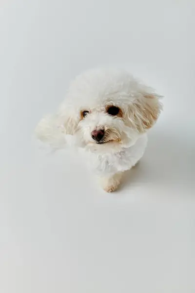 Small white dog peacefully seated on white floor. — Stock Photo