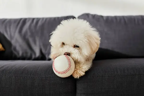Perro blanco disfrutando de una masticación de béisbol en un acogedor sofá. - foto de stock