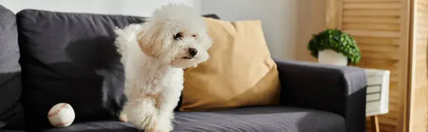 A small white Bichon Frise dog sits comfortably on a couch. — Stock Photo