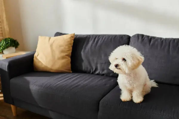 Adorabile bichon frise seduto pacificamente su un elegante divano nero a casa. — Foto stock