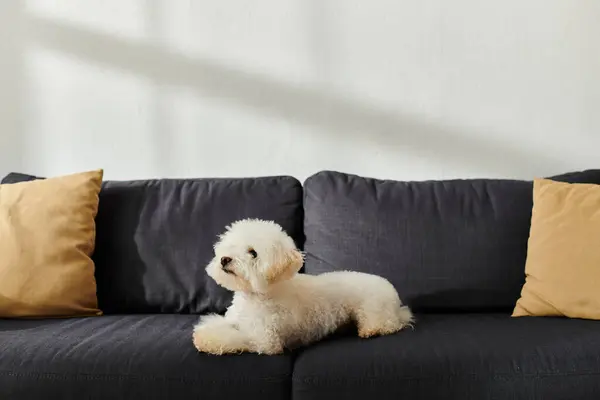 Small white dog peacefully lays on black couch. — Stock Photo