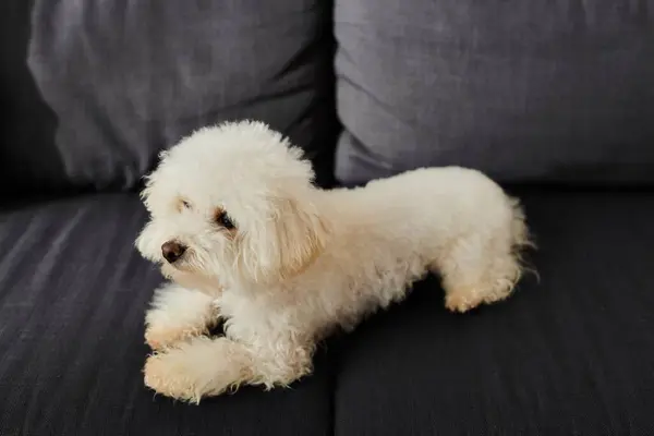 Kleiner weißer Hund ruht auf schwarzer Couch in gemütlichem Raum. — Stockfoto