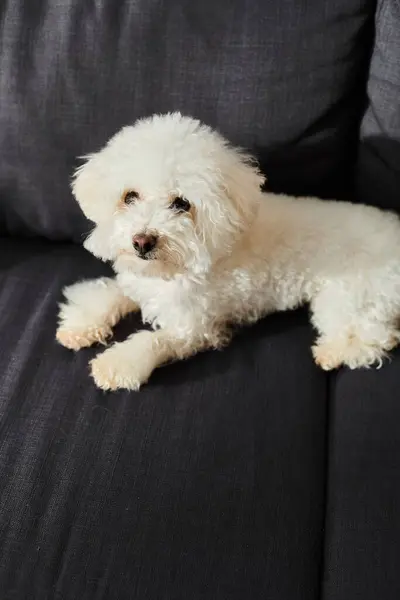 Small white bichon frise dog relaxing gracefully on top of a sleek black couch. — Stock Photo