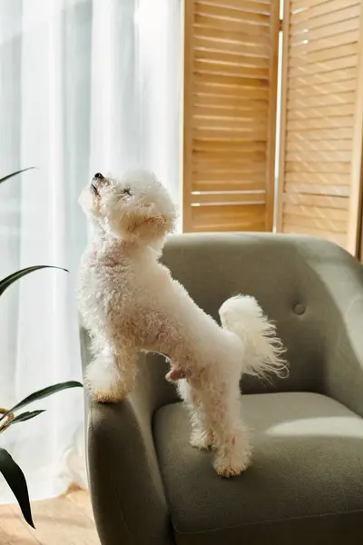Small white dog standing on chair. — Stock Photo