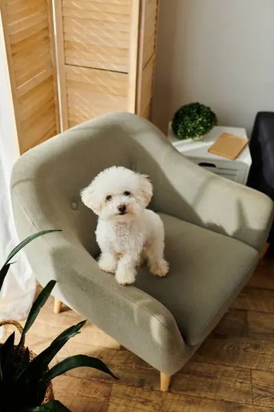 Un piccolo Bichon Frise bianco riposa tranquillamente su una sedia. — Foto stock