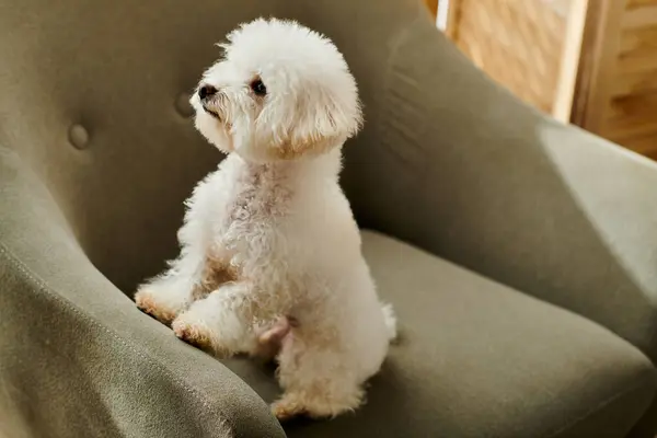 Small white Bichon Frise dog sitting atop a chair in a peaceful setting. — Stock Photo