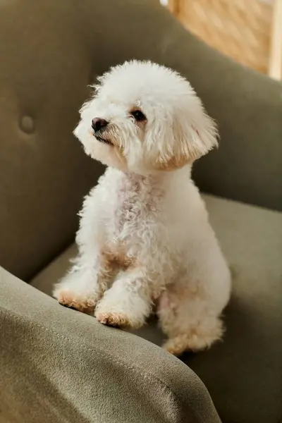 Small white Bichon Frise dog sitting on top of a cozy couch indoors. — Stock Photo