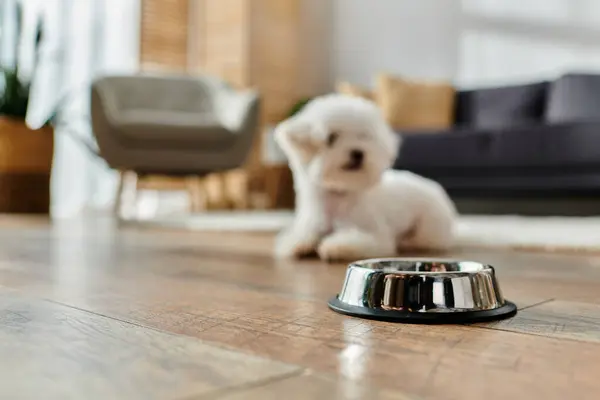 A small white dog peacefully laying next to a bowl on the floor. — Stock Photo