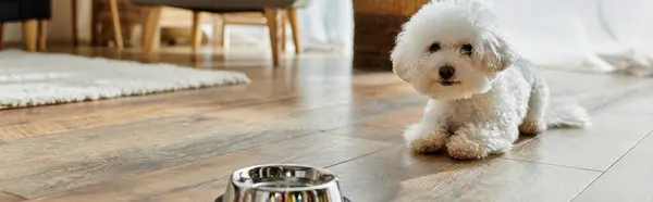 Small white dog joyfully stands on hardwood floor. — Stock Photo
