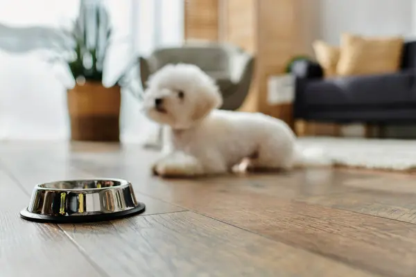 A bichon frise dog sitting next to a bowl on the floor at home. — Stock Photo