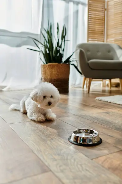 Un piccolo cane bianco Bichon Frise riposa pacificamente accanto a una ciotola d'acqua. — Foto stock